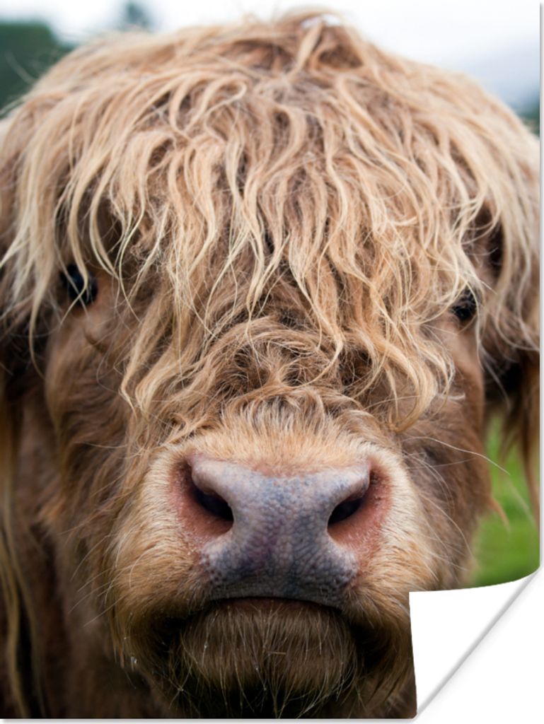 MuchoWow Poster Schottische Highlander - Gras - Wald 90x120 cm - Wohnzimmer