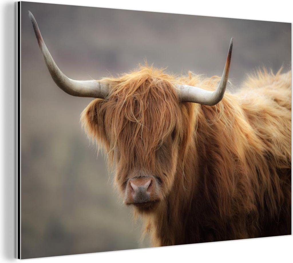 MuchoWow Wanddekoration Metall Metallbild Wandkunst 60x40 cm Schottisches Hochlandrind - Licht - Porträt MuchoWow Aluminium Gemälde - Gemälder