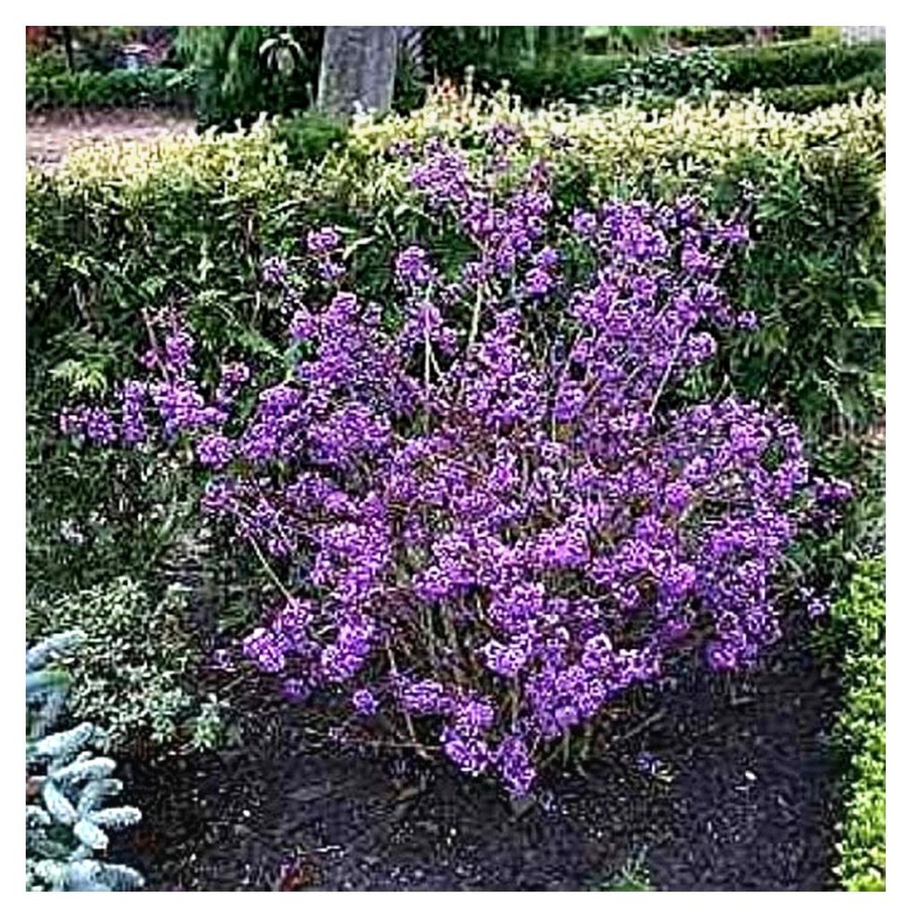 Liebesperlenstrauch Profusion - Schönfrucht - Callicarpa bodinieri Profusion, Größe 40-60 cm