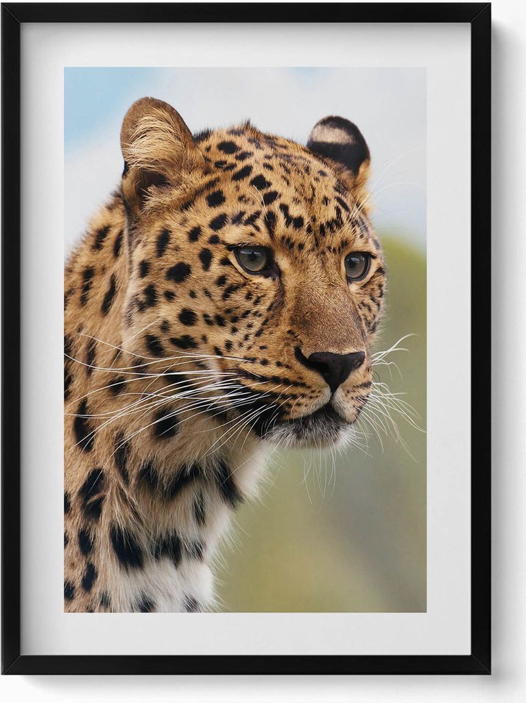 Wildtierkopf einer Katze– Wandbild mit Rahmen – Gerahmtes Bild – Wanddekoration – 50x70 cm – Schwarz Rahmen