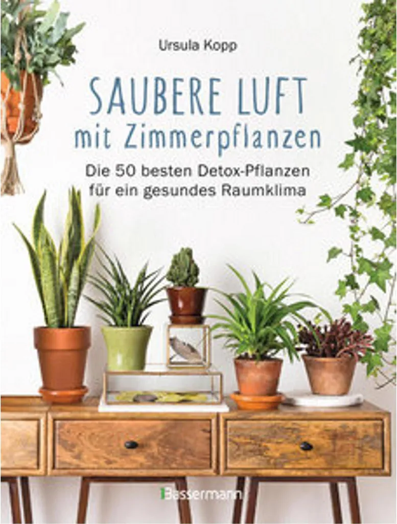 Plantes d'intérieur pour purifier l'air du bureau et mieux respirer