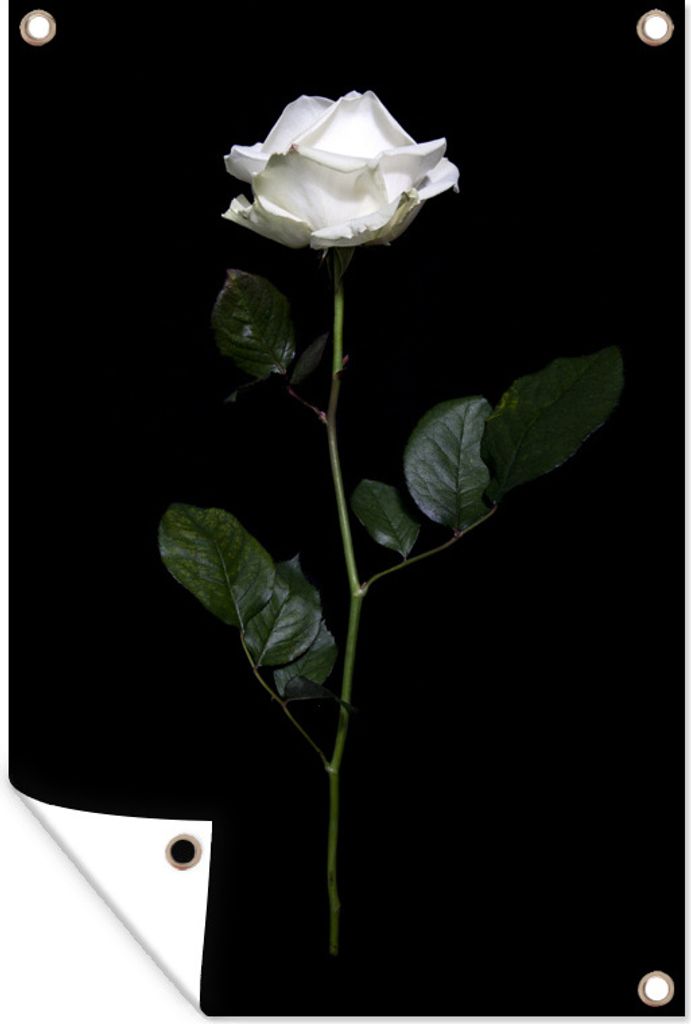 MuchoWow 40x60 cm Outdoor-Poster Gartendeko Sichtschutz Garten Poster für den Garten Eine weiße Rose auf schwarzem Hintergrund