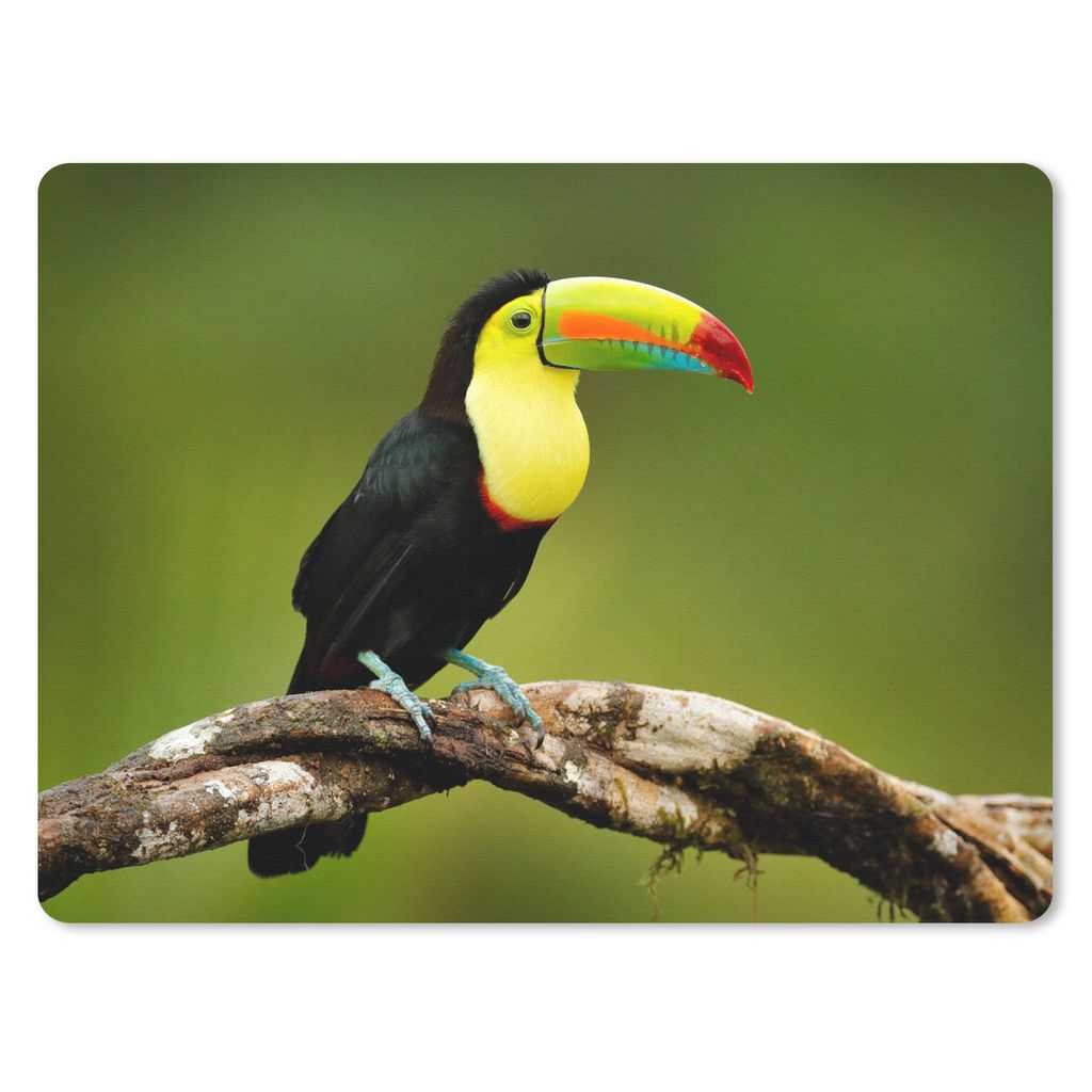 MuchoWow Mauspad Mousepad Vogel - Tukan - Regenbogen - Grün - Zweig 23x19 cm - Mousepads - Maus Mat - Pad - Mausunterlage - Schreibtischunterlag...