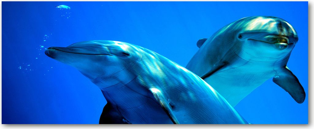 Tulup Glas-Bild Wandbild aus Glas - 125x50 - Wandkunst - Wandbild hinter gehärtetem Sicherheitsglas - Dekorative Wand für Küche & Wohnzimmer ...