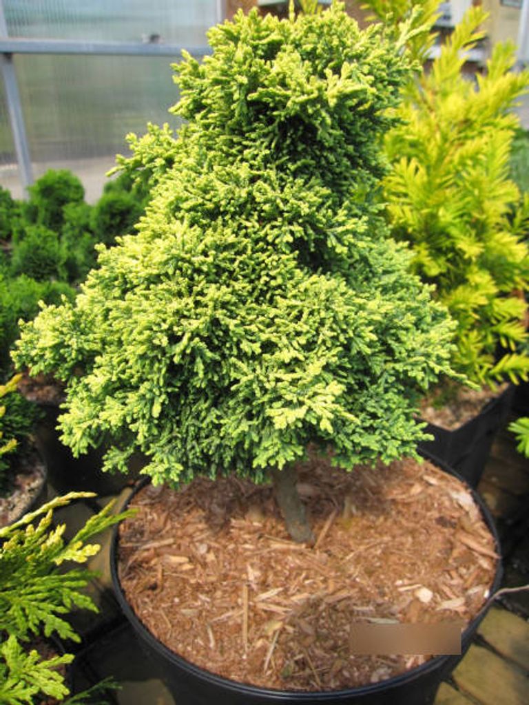 Chamaecyparis lawsoniana Bregeon Jaune - Zwerg-Muschelzypresse