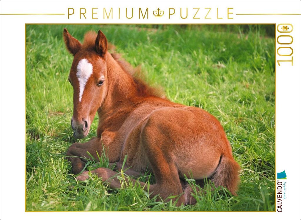 CALVENDO Puzzle Ponyfohlen auf der Wiese | 1000 Teile Lege-Größe 64x48cm Foto-Puzzle für glückliche Stunden