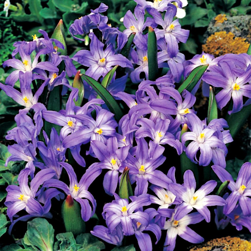 Chionodoxa Forbesi Blue Zwiebeln Blumen 10 St. Produktbild 