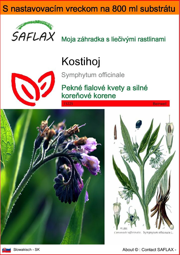 SAFLAX Garden in the bag - kostihoj - Symphytum officinale Obrázok produktu 