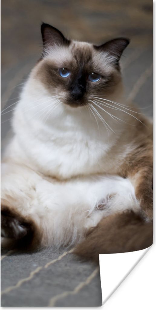 MuchoWow Poster Katze - Fell - Braun 60x120 cm - Wandschmuck