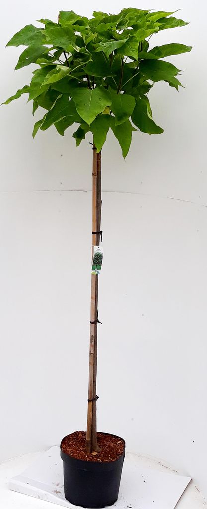 Kugel-Trompetenbaum, Gesamthöhe: 180-190 cm, Catalpa Produktbild 
