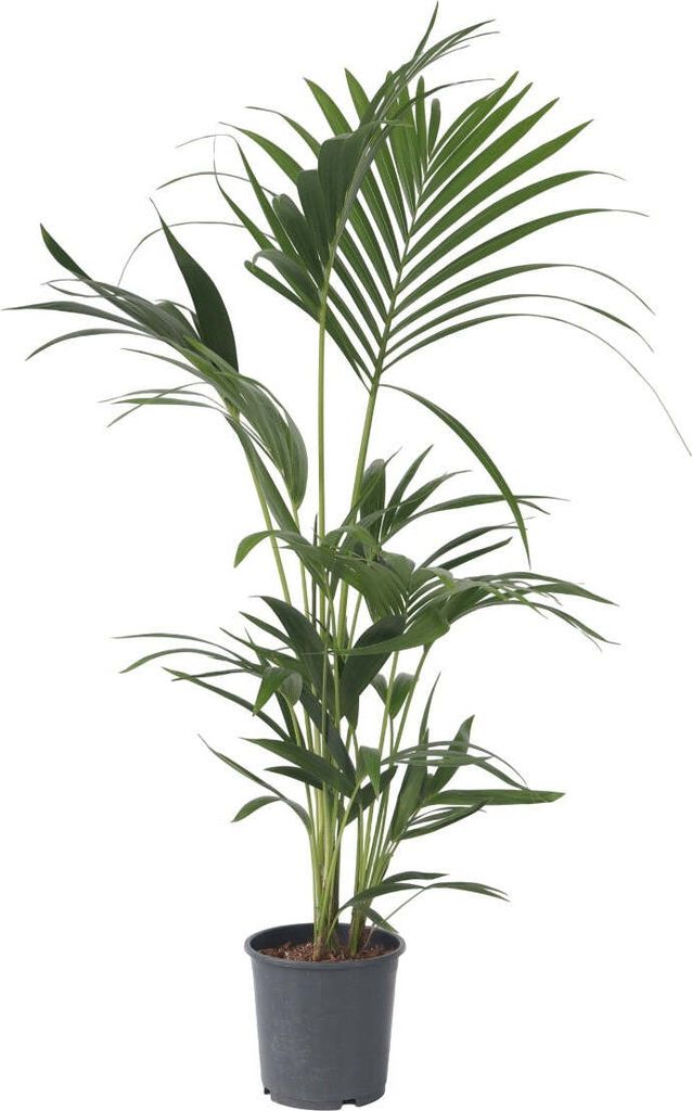 Kencja - Howea forsteriana - Wysokość 90-100cm - ⌀18cm Zdjęcie produktu 