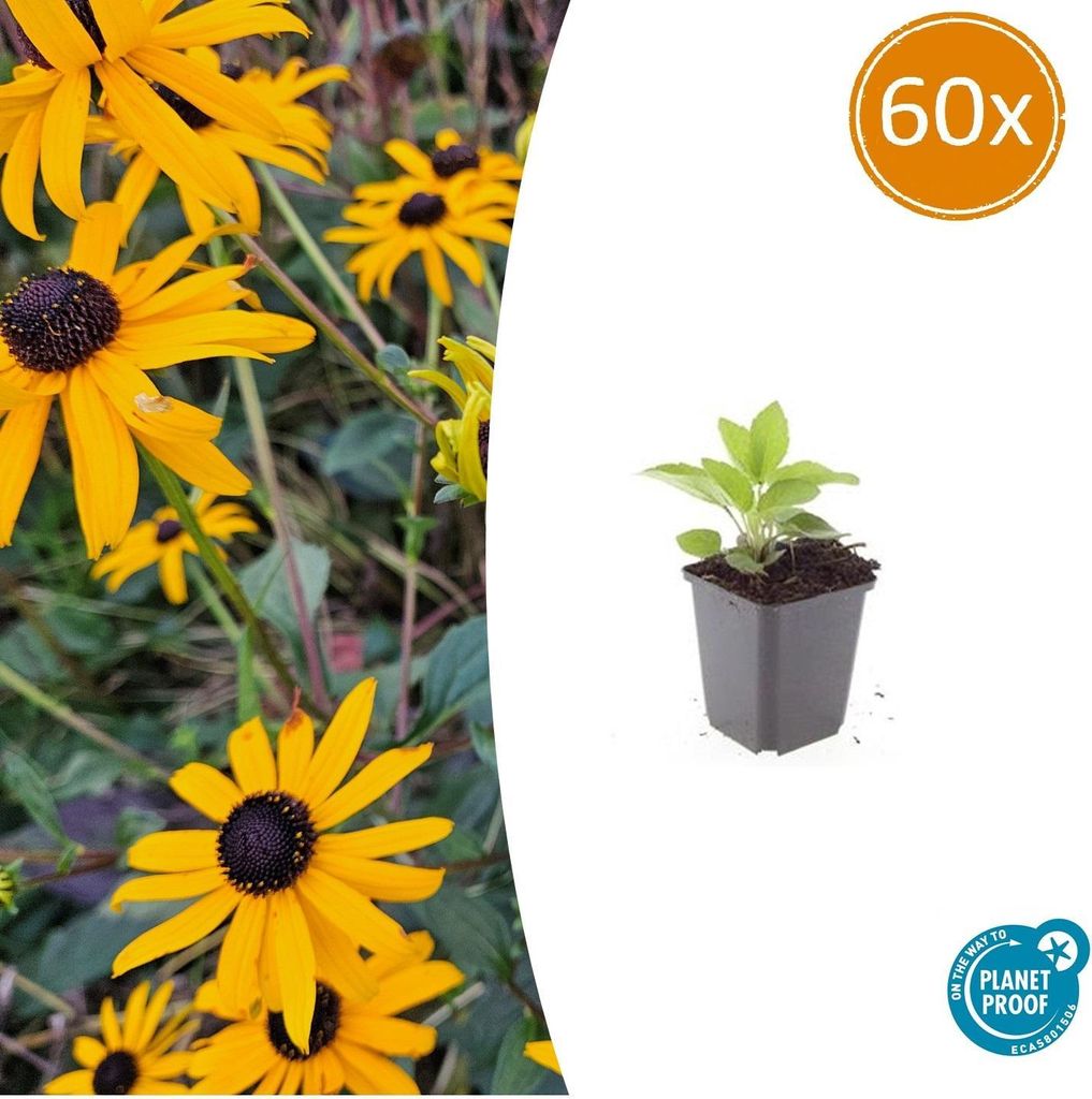Zierstaude - Sonnenhut - Rudbeckia fulgida 'Goldsturm' - 9cm Topf - Set mit 60 Pflanzen
