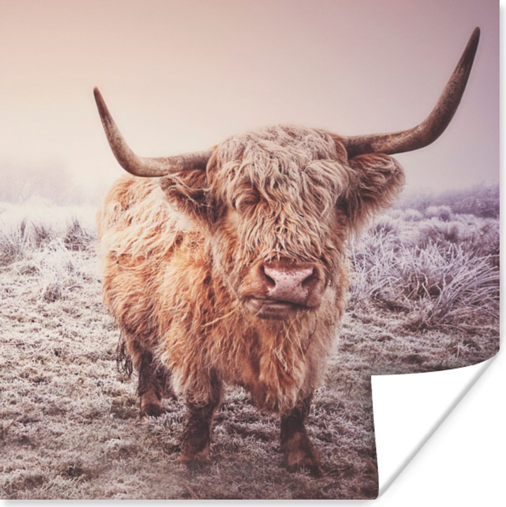 MuchoWow Poster Schottische Highlander - Schnee - Sonne 50x50 cm - Wohnzimmerdekoration