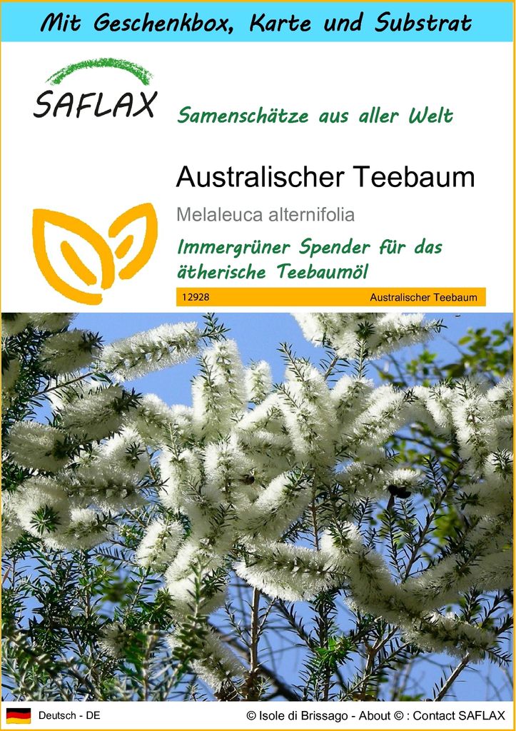 SAFLAX - Geschenk Set - Australischer Teebaum - 400 Samen - Mit Geschenk- / Versandbox, Versandaufkleber, Geschenkkarte und Anzuchtsubstrat - Melal...