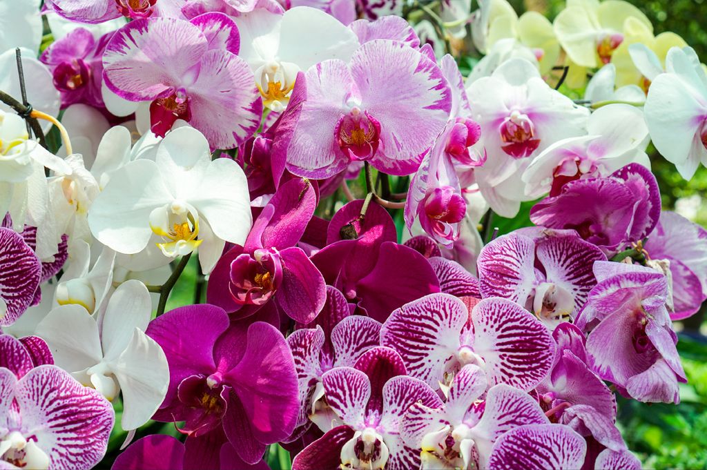 Muralo Fototapete Blumen 405 (B) x 270 (H) cm Vlies Tapete Wandtapeten 3D Effekt Orchideen Wohnzimmer Schlafzimmer moderne Wandbilder XXL Pflanzen ...