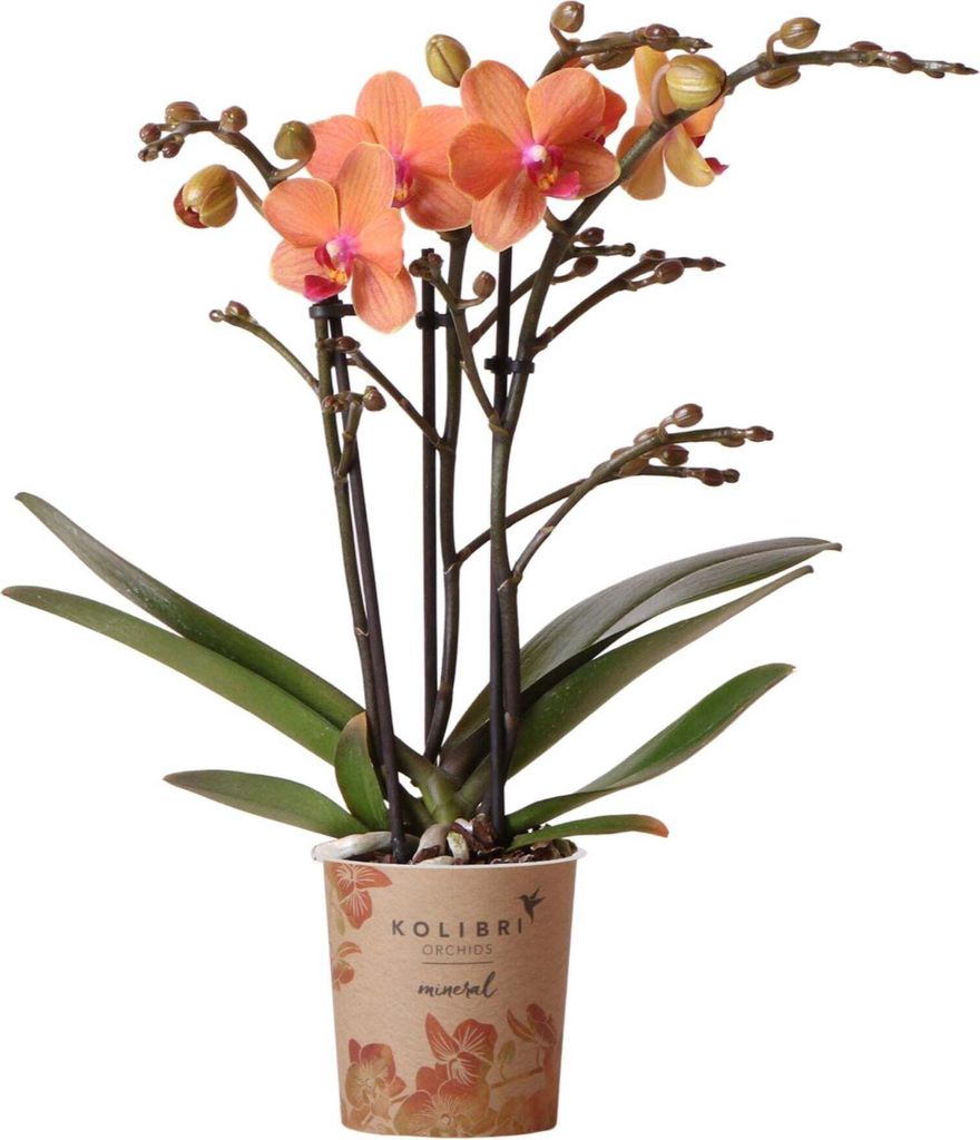 Kolibri Phalaenopsis Orchidee Mineral Bolzano, Orange - Produktbild 