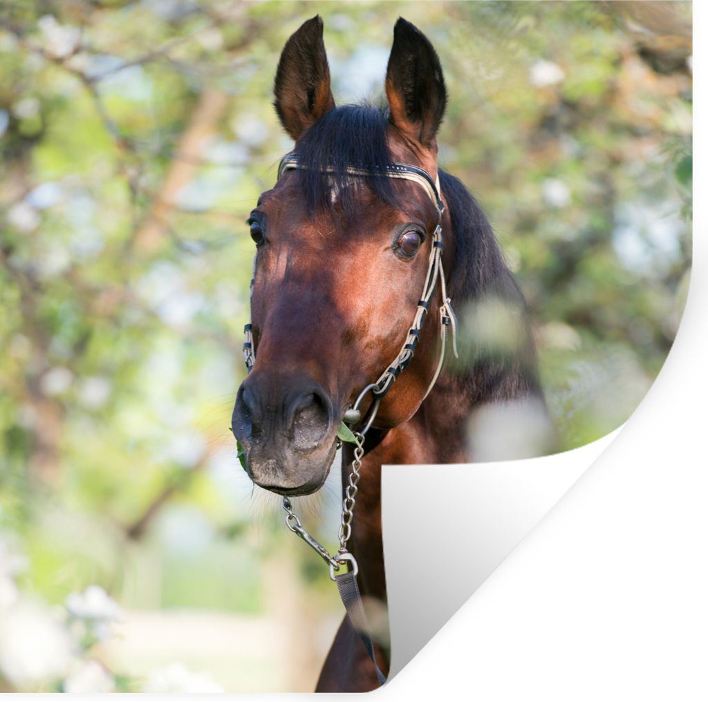 MuchoWow Wandtattoo Wandsticker Wandaufkleber Pferde - Blüte - Frühling - Tiere 80x80 cm Selbstklebend und Repositionierbar - Wierderverwendbar...