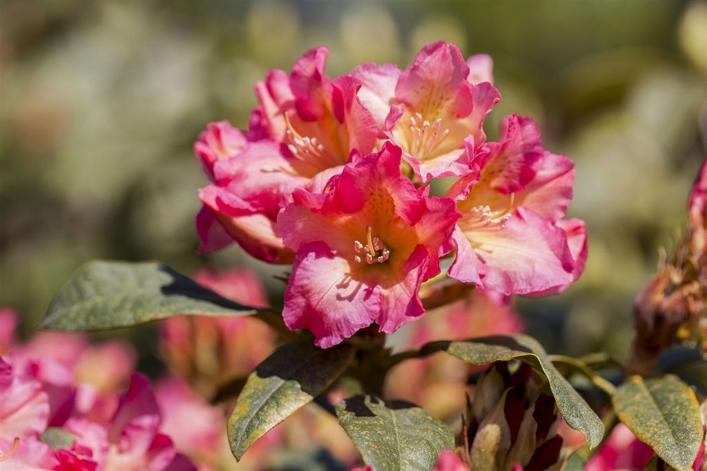 Rhododendron yakushimanum 'Barbarella', rosa Blüten, 25–30 cm