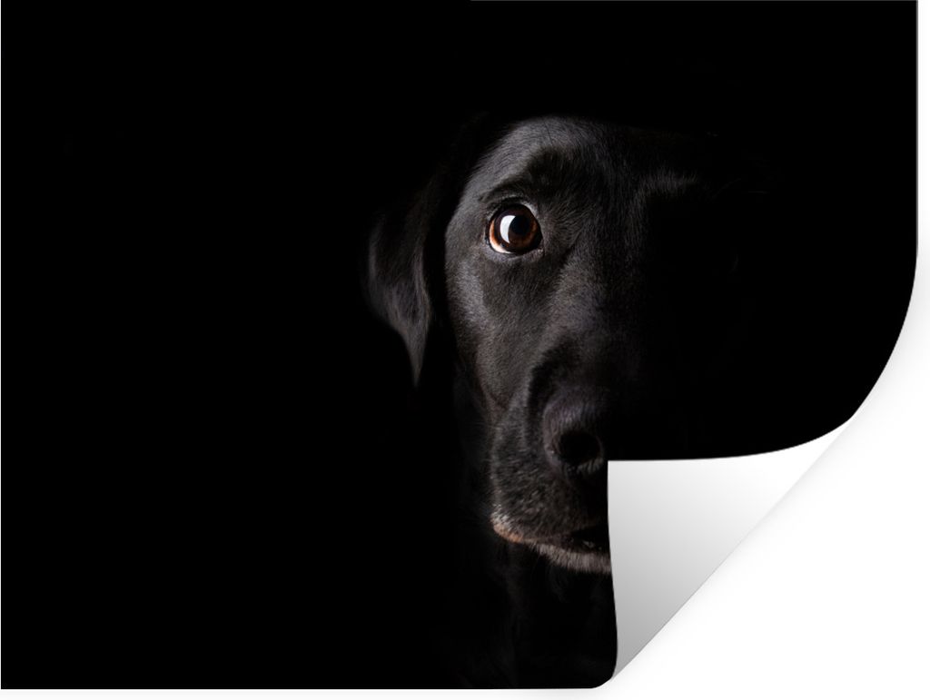 MuchoWow Wandtattoo Wandsticker Wandaufkleber Ein schwarzer Labrador Retriever auf schwarzem Hintergrund 80x60 cm Selbstklebend und Repositionier...