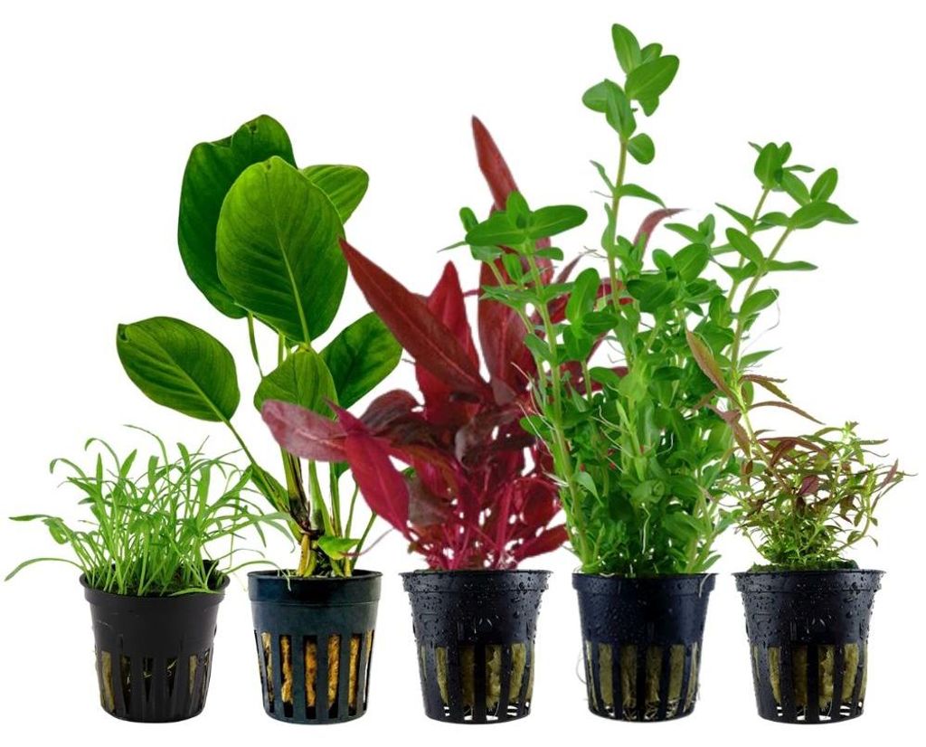 Pflanzen Set mit 5 Einsteiger Topf Aquarium Wasserpflanzen Produktbild 