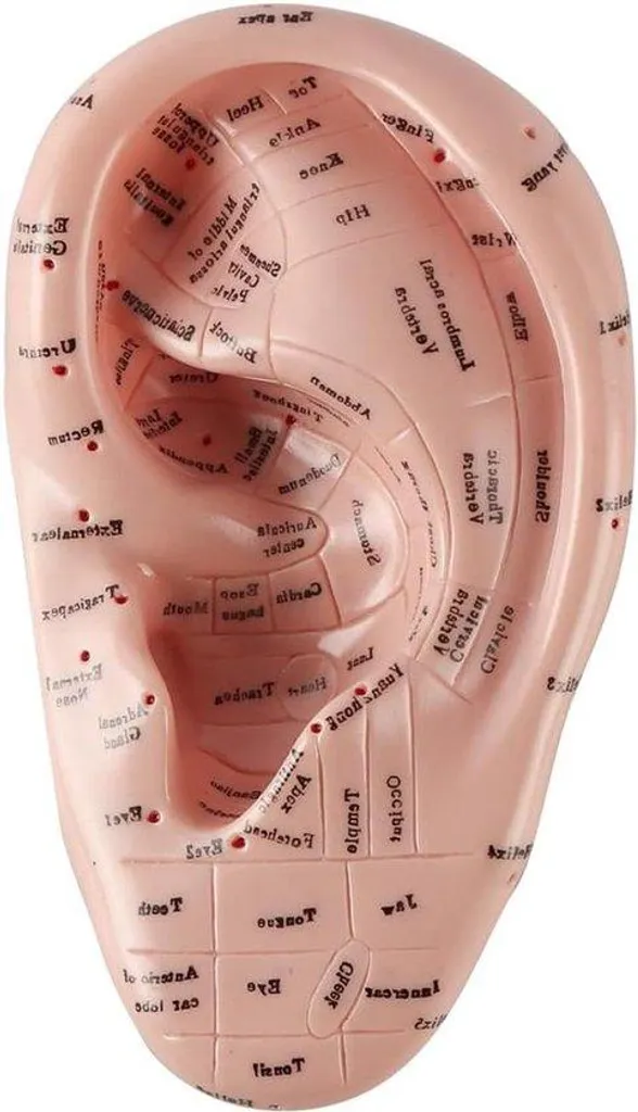 Modèle anatomique de l'oreille de 17 cm pour laboratoire et études