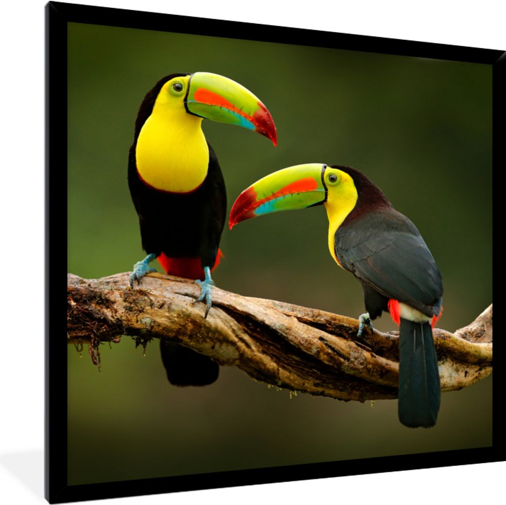 MuchoWow Gerahmtes Poster Vögel - Tukan - Zweig - Tiere - Regenbogen 40x40 cm - Poster mit Schwarzem Bilderrahmen Wandposter Rahmen Foto Bilder ...
