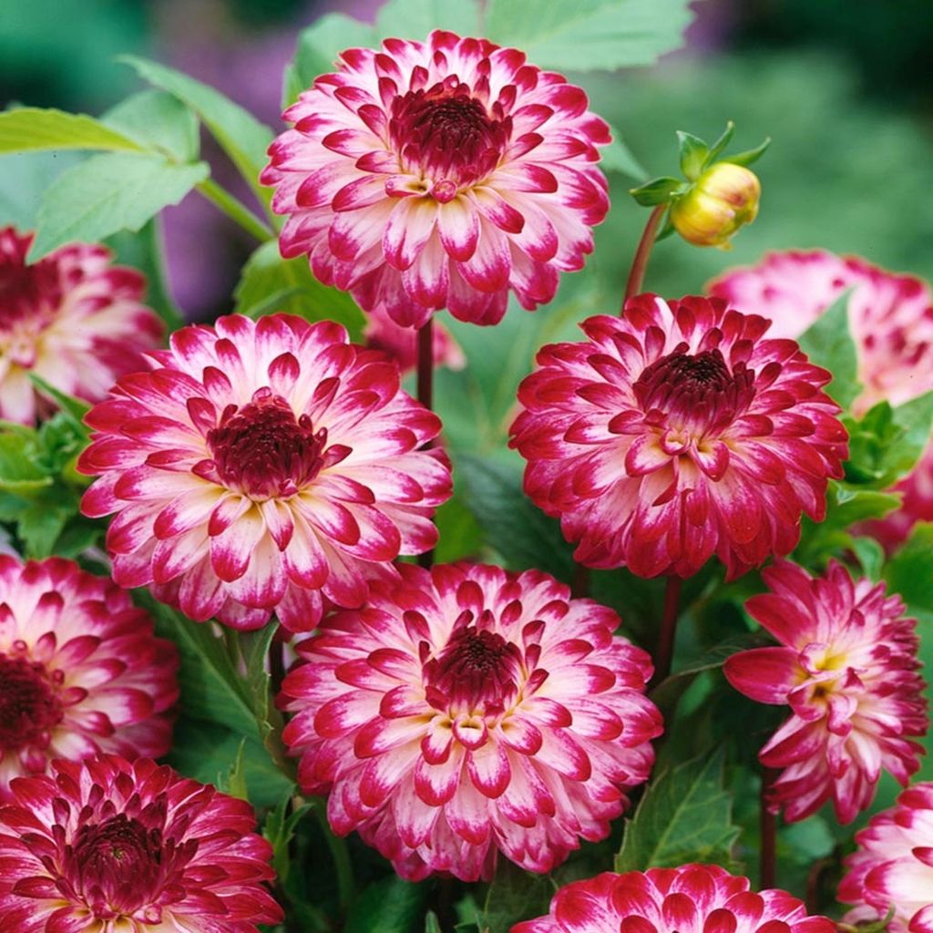 Dahlie Knolle Blüten Sommerblumen Herbstblumen Ball-Dahlie Little Robert 1 St.
