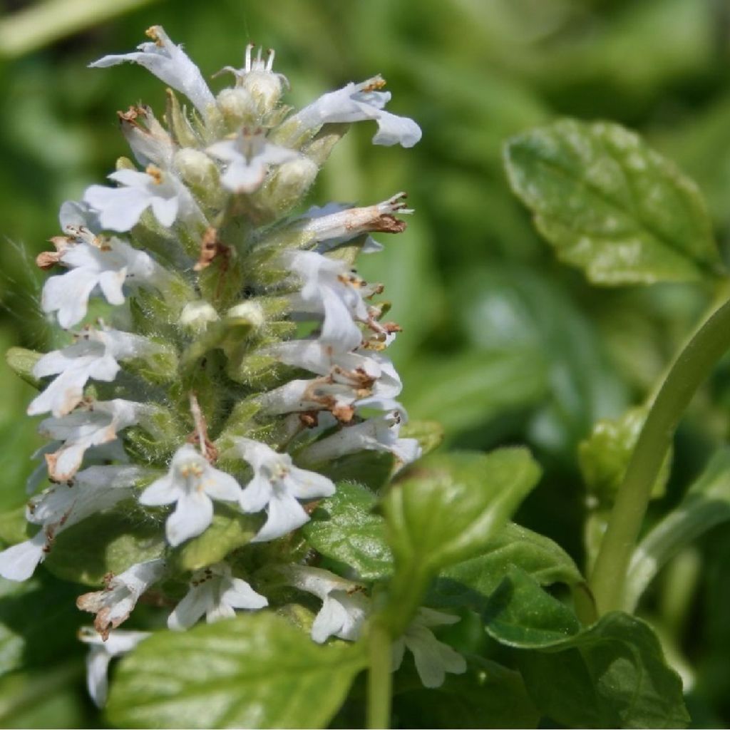 6 x Kriechender Günsel - Ajuga reptans 'Alba' | Topf 9cm x 9cm