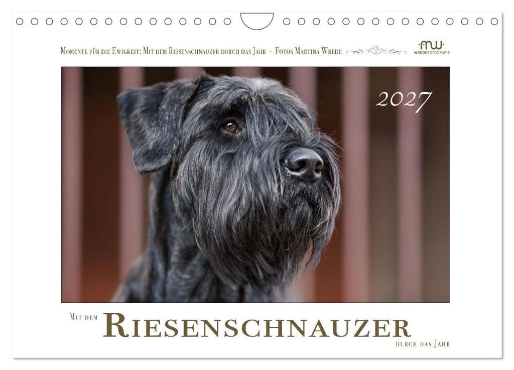 Mit dem Riesenschnauzer durch das Jahr (Wandkalender 2027 DIN A4 quer), CALVENDO Monatskalender