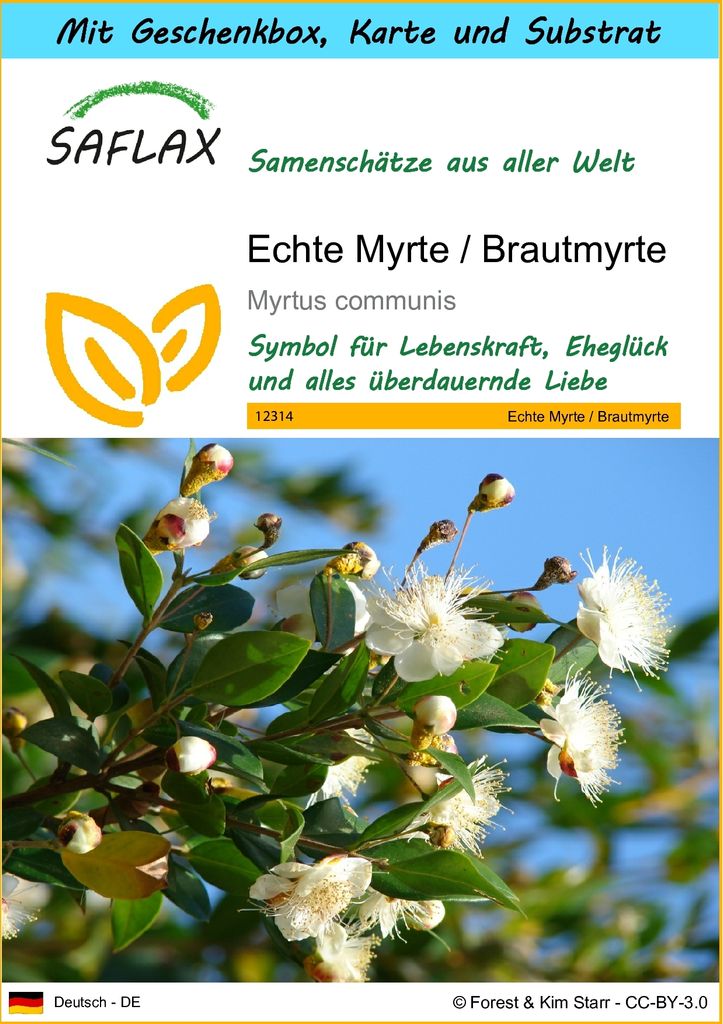 SAFLAX Geschenk Set - Echte Myrte / Brautmyrte - Myrtus Produktbild 