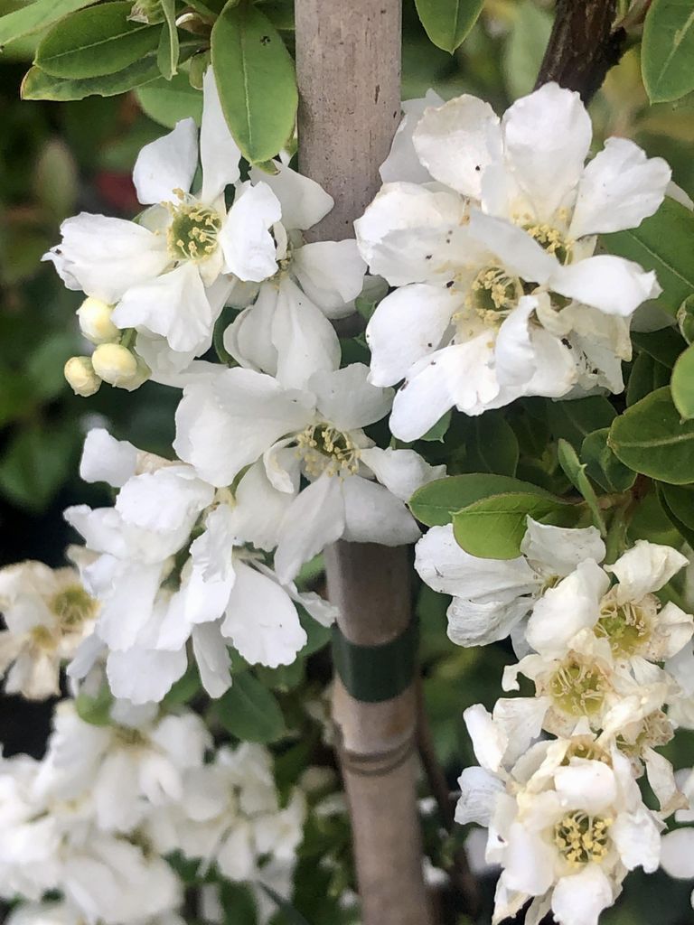 Exochorda hybr. 'The Bride' - Perlbusch, Zierstrauch 80 - 100 cm Container