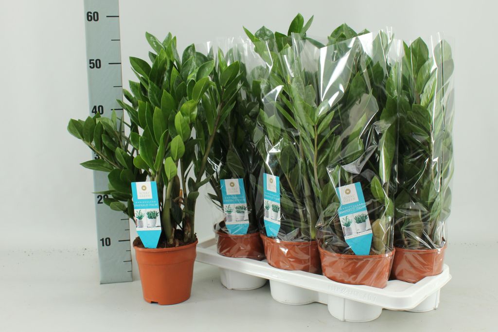 Zamioculcas Zamiifolia - 45-55cm - Ø14cm - Zimmerpflanze - Immergrün