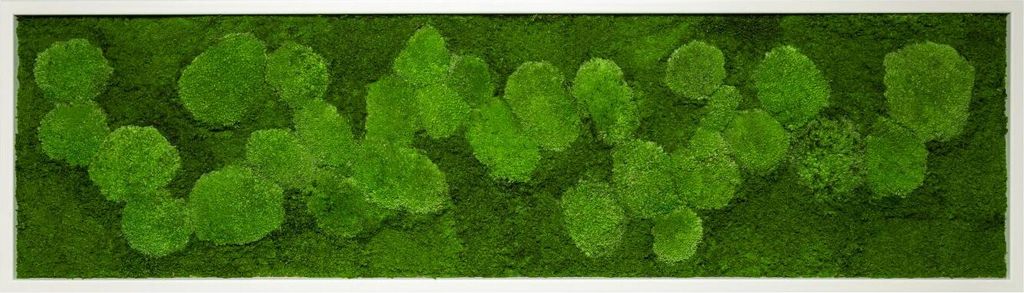 Moosbild 140x40cm 50% Flachmoos/ 50%Kugelmoos (weiß)