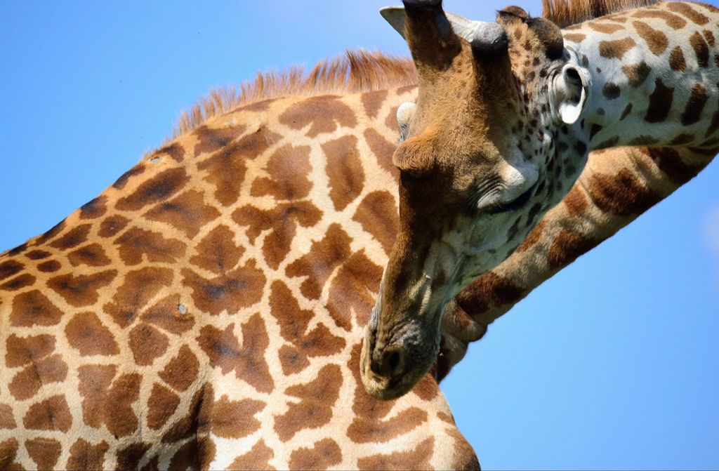 hansepuzzle 74967 - Giraffe Puzzle, 500 Teile, Natur, 46,0 x 30,0cm mit hochwertiger Aufbewahrung, Kartonbox und wiederverschließbarem Beutel