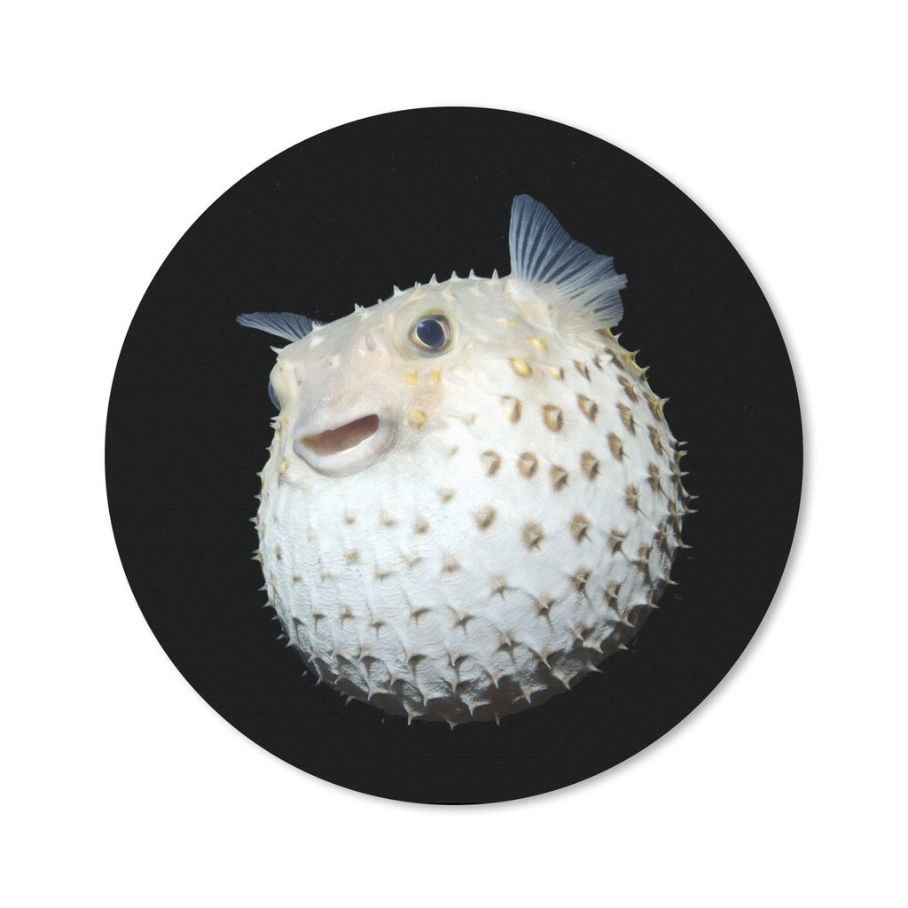 MuchoWow Mauspad Mousepad Fische - Meerestiere - Porträt 50x50 cm - Mousepads - Maus Mat - Pad - Mausunterlage - Vinyl