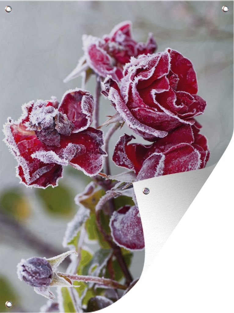 MuchoWow 60x80 cm Outdoor-Poster Gartendeko Sichtschutz Garten Poster für den Garten Rot - Rosen - Gefroren