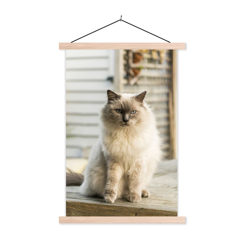 MuchoWow Textilposter Ragdoll-Katze an der frischen Luft 120x180 cm mit holzfarbenen Rahmen - Textil-Plakat