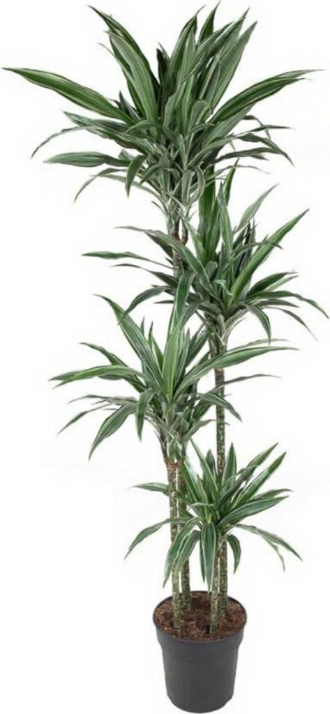 Drachenbaum Dracaena Warneckei - 27 cm Topf, 170 cm Höhe