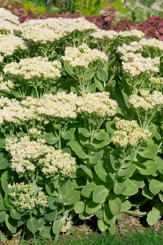 Sedum spectabile 'Stardust', Fetthenne, weißblühend, ca. Produktbild 