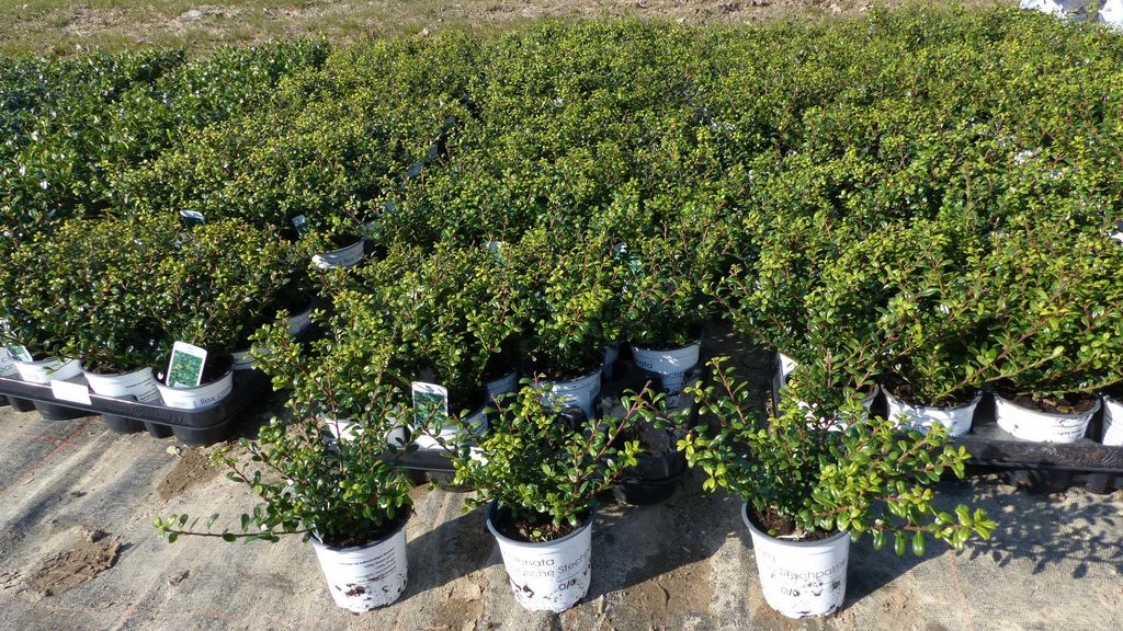 100 Stück Ilex crenata Stokes Heckenpflanze Buchsbaum Produktbild 