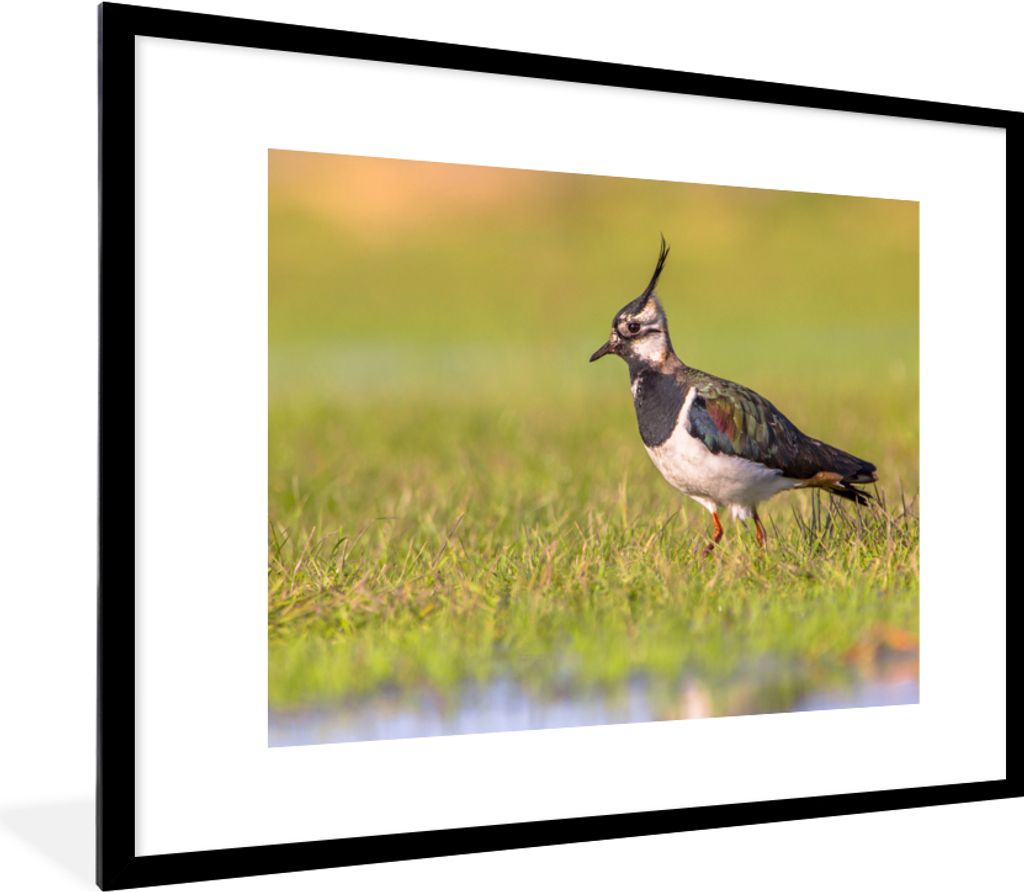MuchoWow Gerahmtes Poster Vogel - Gras - Natur - Tiere - Kiebitz 80x60 cm - Poster mit Schwarzem Bilderrahmen Wandposter Rahmen Foto Bilder - Sch...