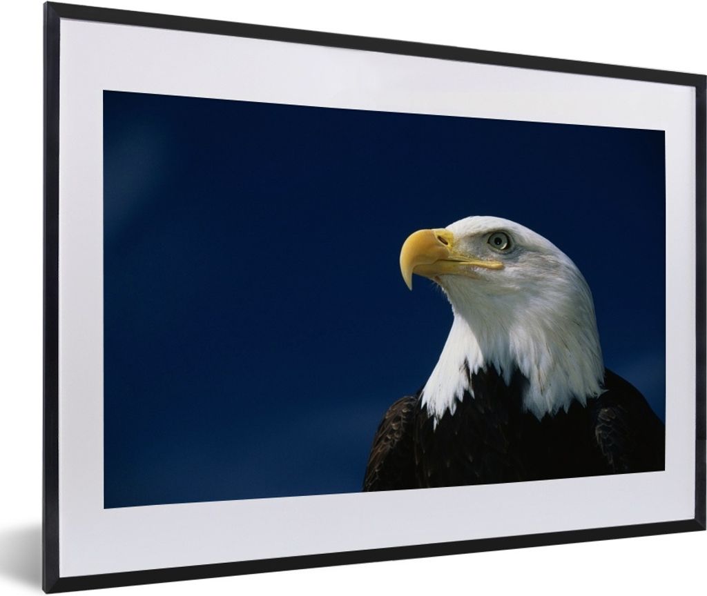 MuchoWow® MuchoWow® Gerahmtes Poster Ein Weißkopfseeadler Produktbild 