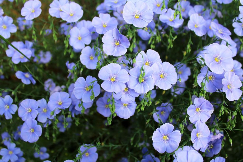 2000 Samen Blauer Lein (Linum perenne) – Mehrjährige Wildblume & Bienenweide | Zarte, himmelblaue Blüten für Blumenwiese, Naturgarten & Staude...