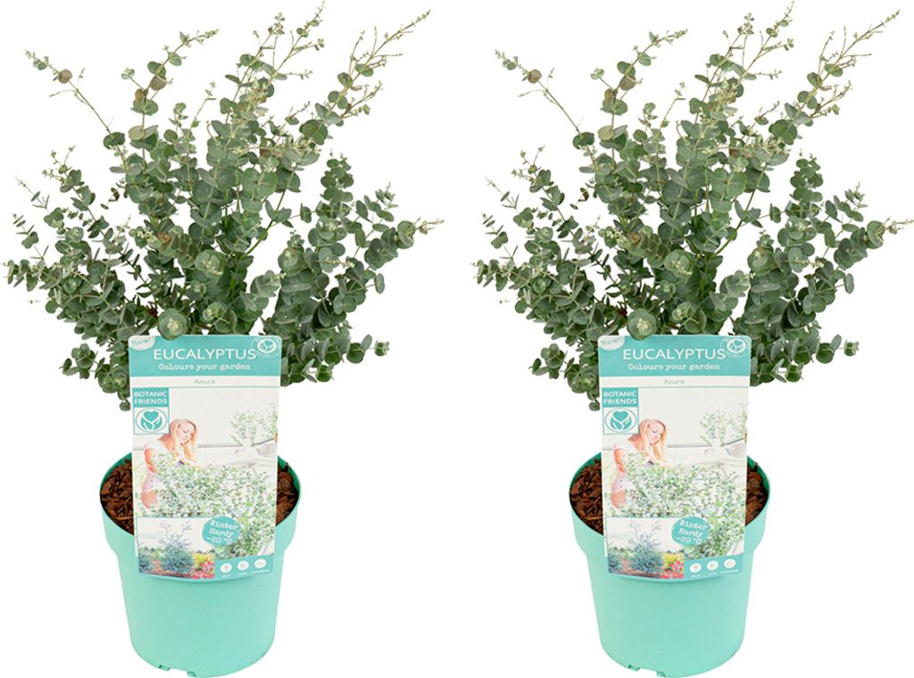 2er Set - Eukalyptus Gunii Azura - Eukalyptus Pflanze - Winterharte Balkonpflanzen - Gartenpflanzen Winterhart - Höhe 40-60 cm - Topf 19 cm