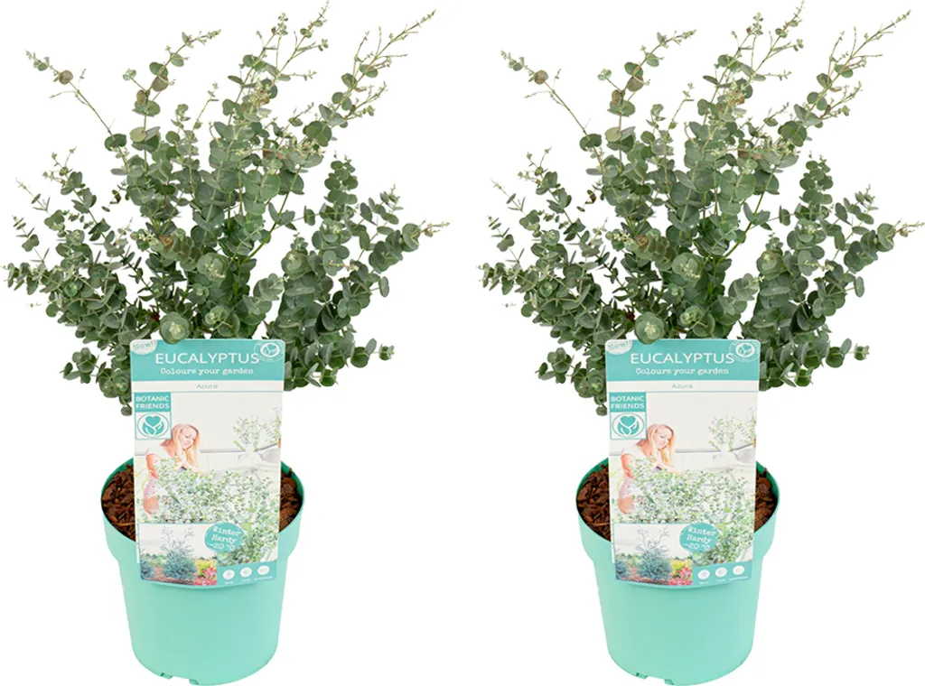 Bloomique Lot de 2 Eucalyptus Gunnii Azura - Plantes de Jardin 40-60 cm