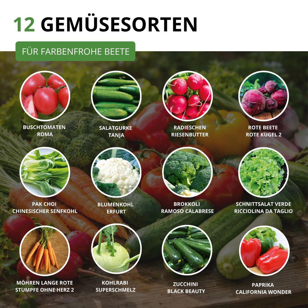 vertriebsgesellschaft quedlinburger saatgut Gemsesamen Pak Choi Mini Misome von Quedlinburger SAATGUT