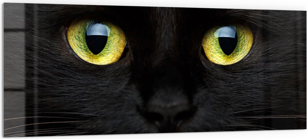 DEQORI Küchenrückwand Glas 125x50 cm 'Gesicht eines Kätzchens' Spritzschutz Bad Rückwand
