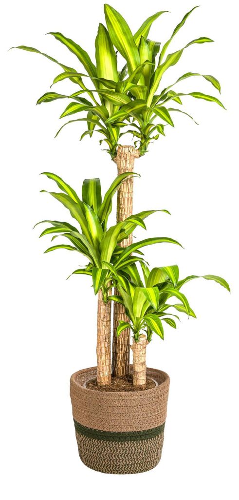 Drachenbaum Dracaena fragrans Massangeana inkl. Naturkorb – Ø24cm – 130-150cm