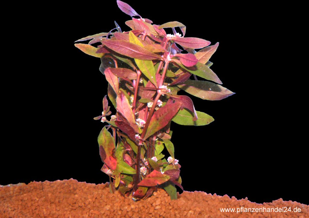 10 Bunde Alternanthera sessilis, Papageienblatt