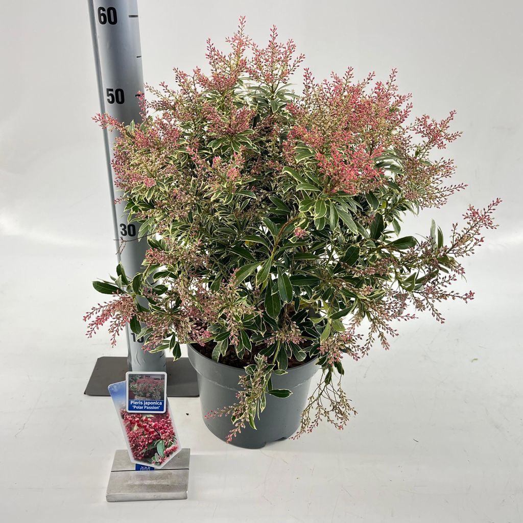Pieris jap. Polar Passion ('PPOBAS'PBR) - Schattenglöckchen | 40-50 cm im Topf